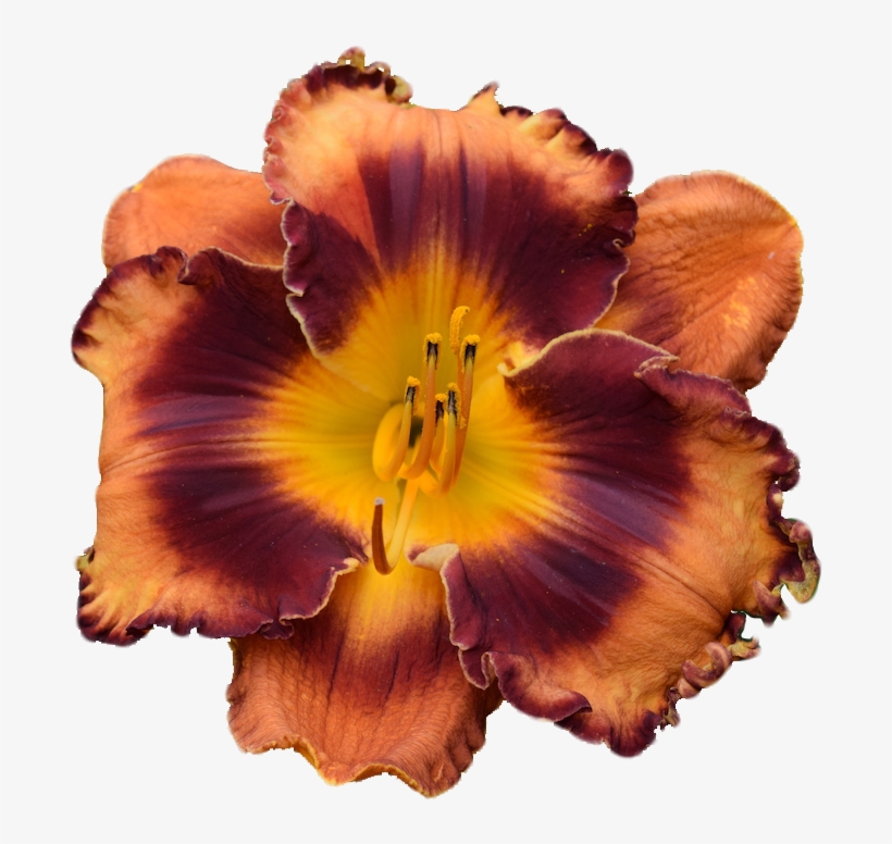 Look Of Autumn, transparent png