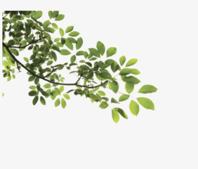 Branch Png Png - Tree Branch Png, transparent png