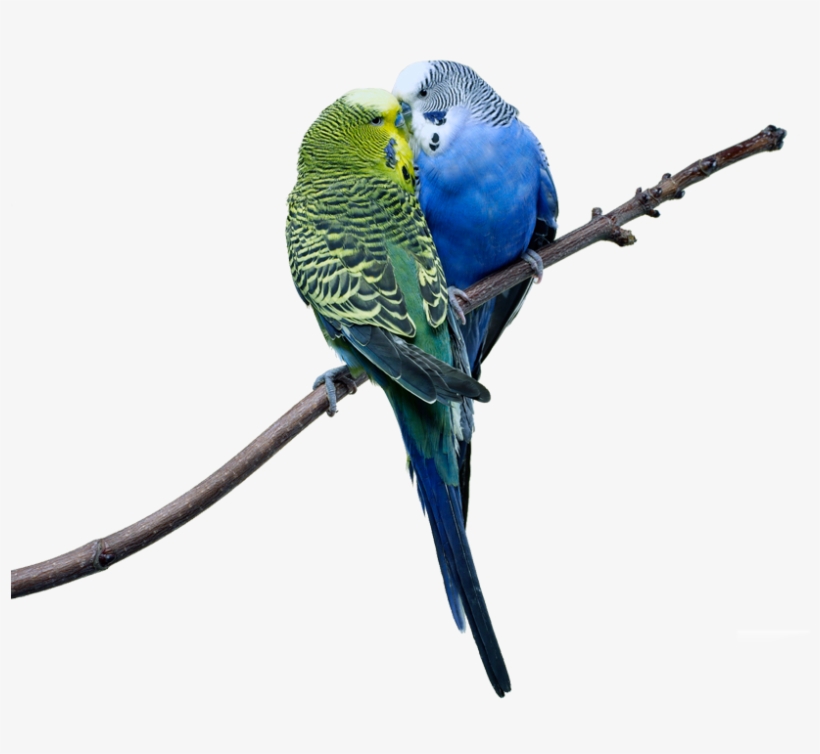 Love Birds - Love Birds Images Png, transparent png