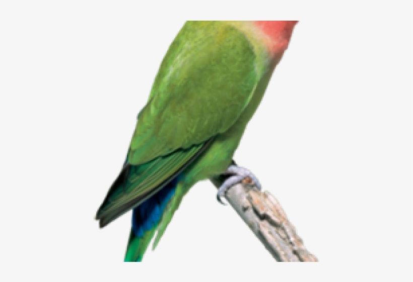 Peach Faced Lovebird, transparent png