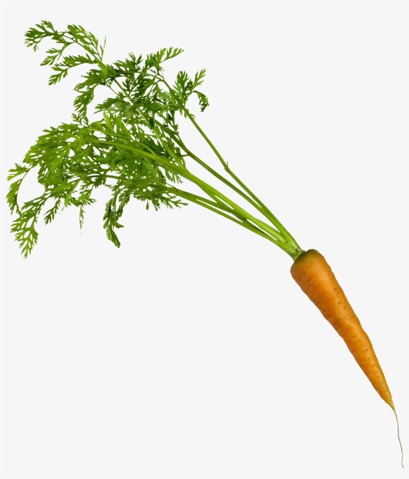 Carrots Png Leave Drawing Clip - Carrot Parsley Png, transparent png