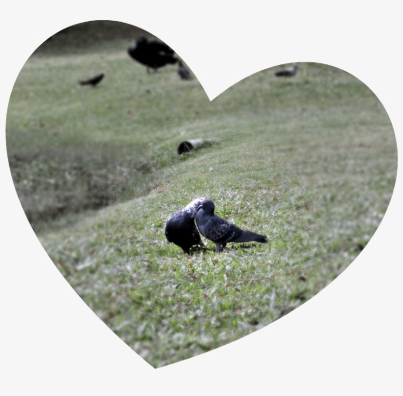 Love-birds - Heart, transparent png