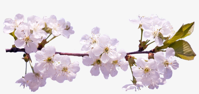 Cherry Blossom Hd Png, transparent png