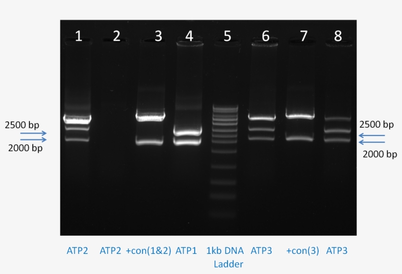 The Dna Sequence Of All The Constructs Were Validated, transparent png