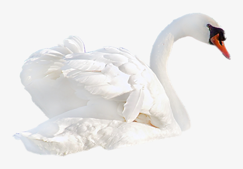 Download, transparent png