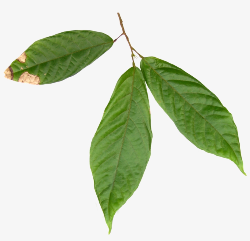 To Understand A Cocoa Product Flavor Profile Or A Cocoa, transparent png