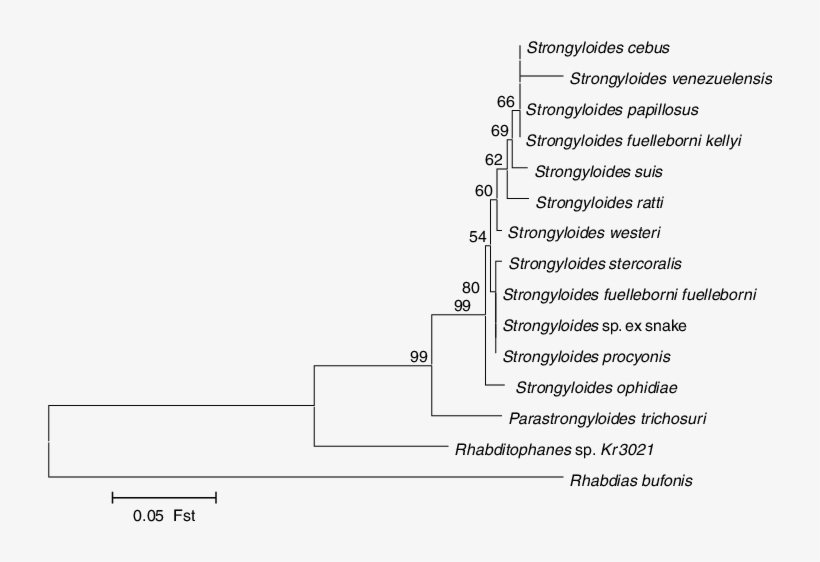 Phylogenetic Relationships Of Strongyloides Isolates, transparent png