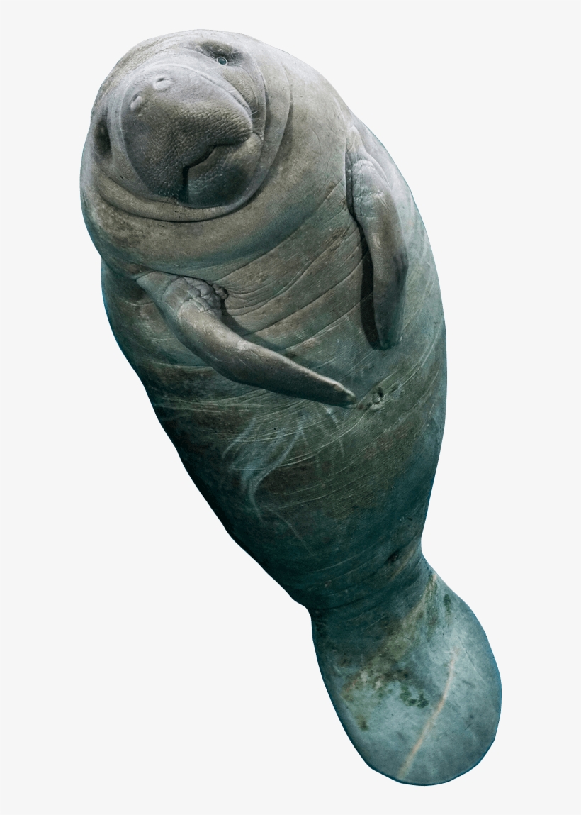 When To Swim With The Manatees, transparent png