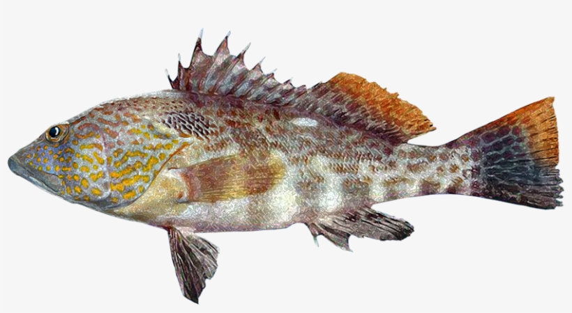 Cabrilla Cachete Amarillo, Parrot Sand Bass, transparent png
