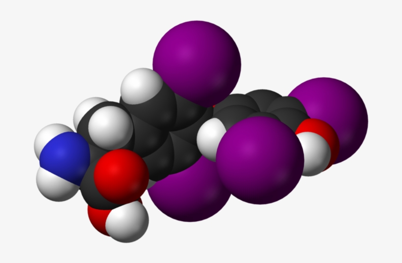 Pfizer's Levoxyl Drug Will Be Back On The Shelves Following, transparent png