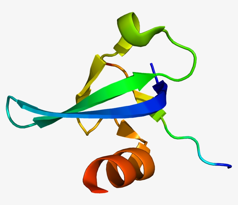 Protein Cbx5 Pdb 3fdt, transparent png