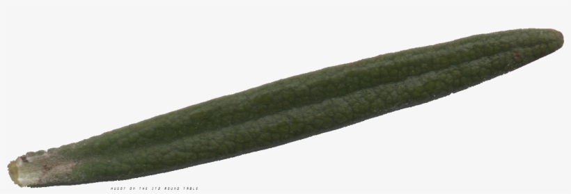 Romarin Scan Hugo7, transparent png