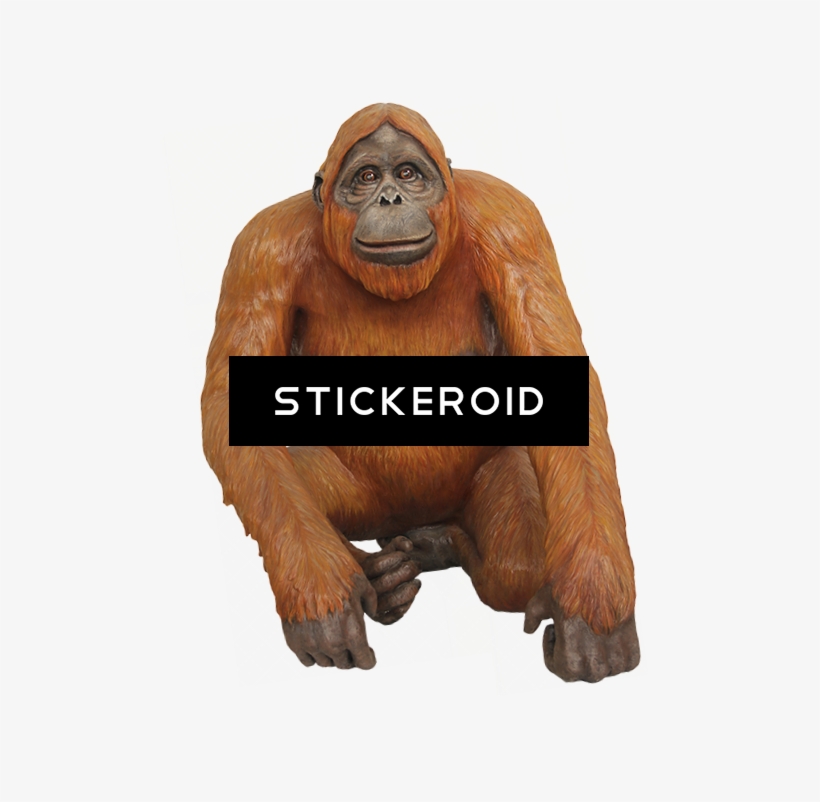 Orangutan Animals, transparent png
