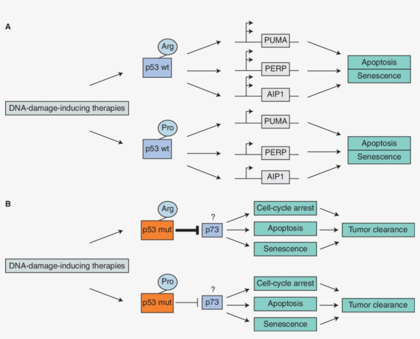 Incorporating Information Of Both The Inherited And, transparent png