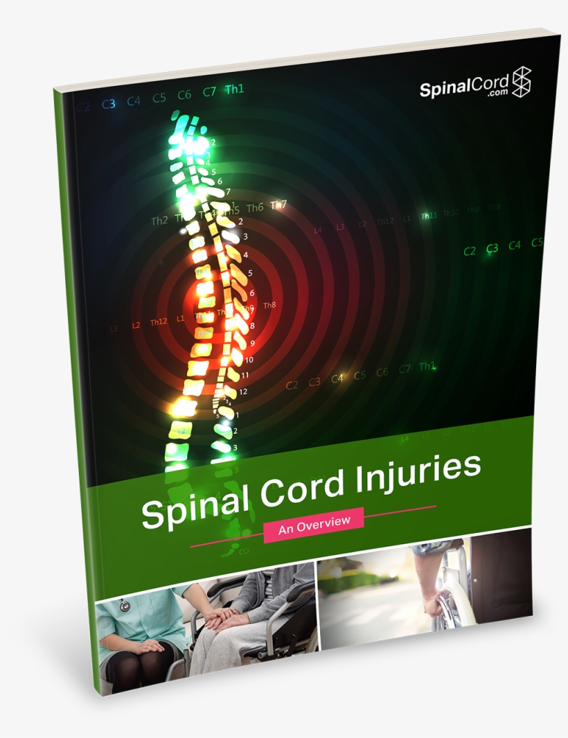 Spinal Cord Png, transparent png