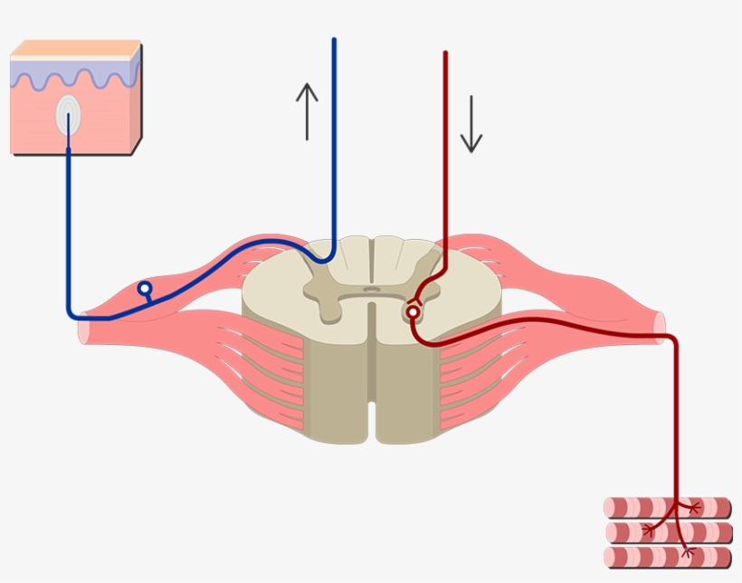 Spinal Cord Png, transparent png