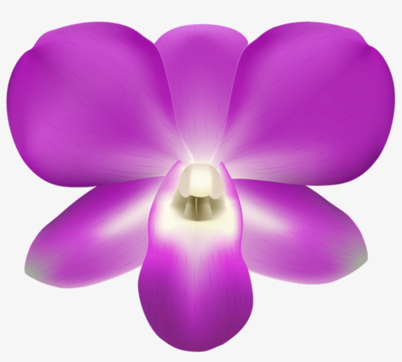 Download Orchid Decorative Png Images Background, transparent png