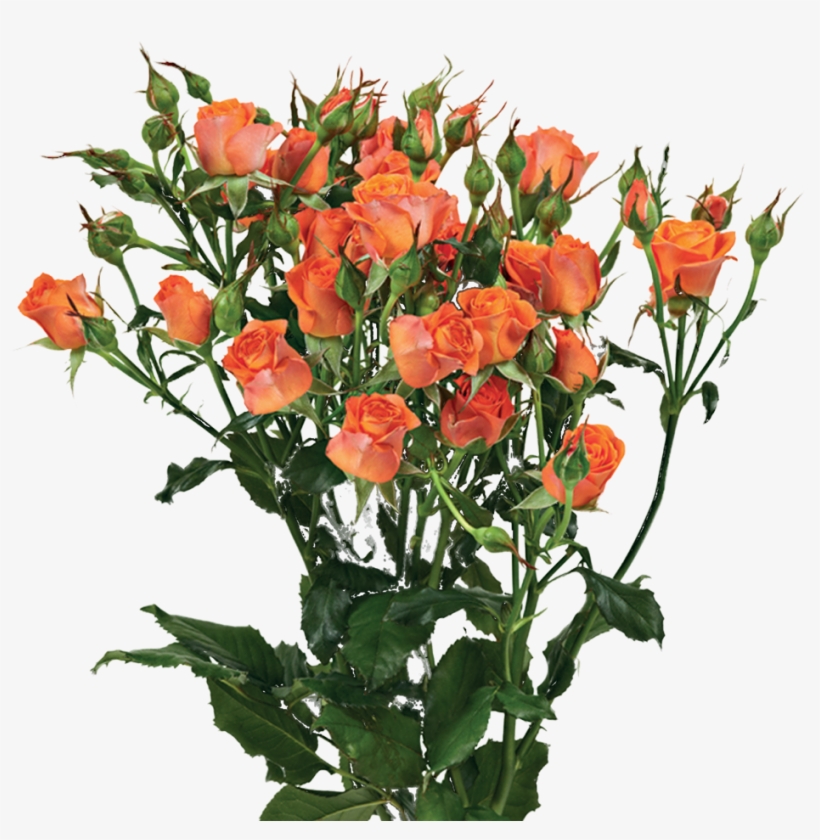 Alegria Roza, transparent png