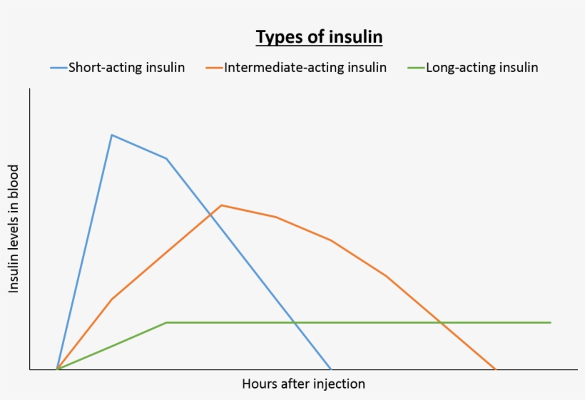 People With Type 1 Diabetes Require Low Levels Of Long-acting, transparent png