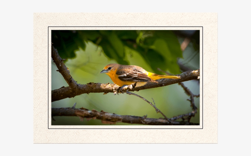 Female Baltimore Oriole, transparent png