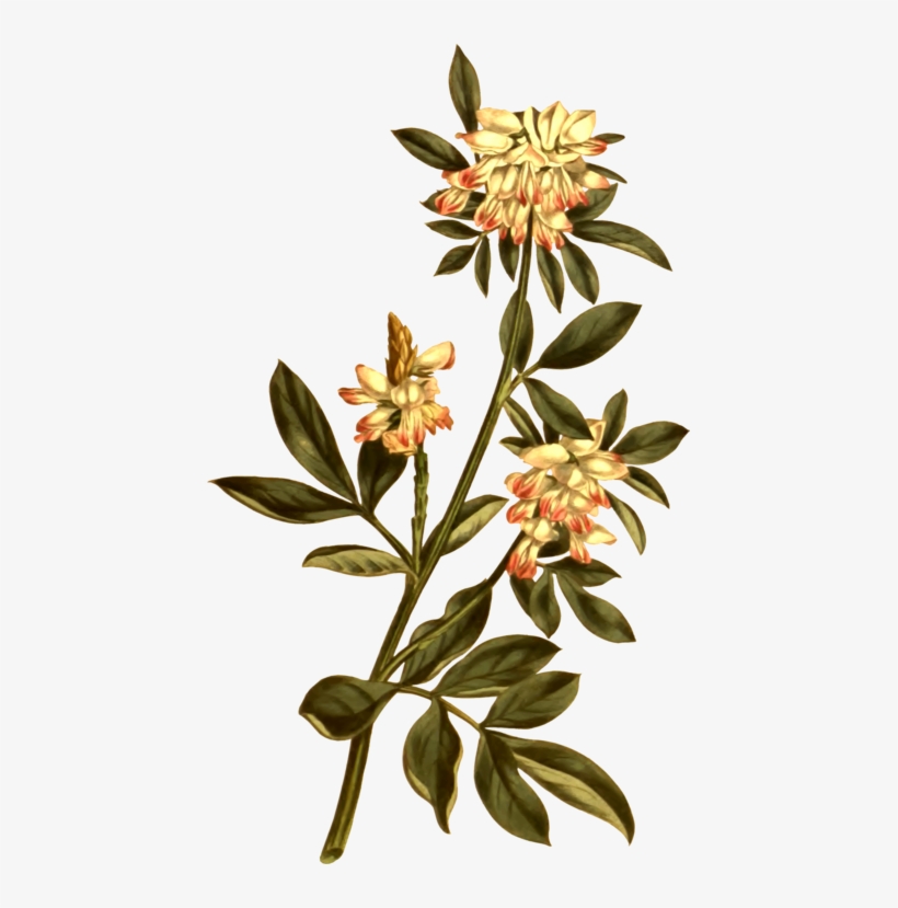 Drawing Flower Botany Curtis's Botanical Magazine Art, transparent png