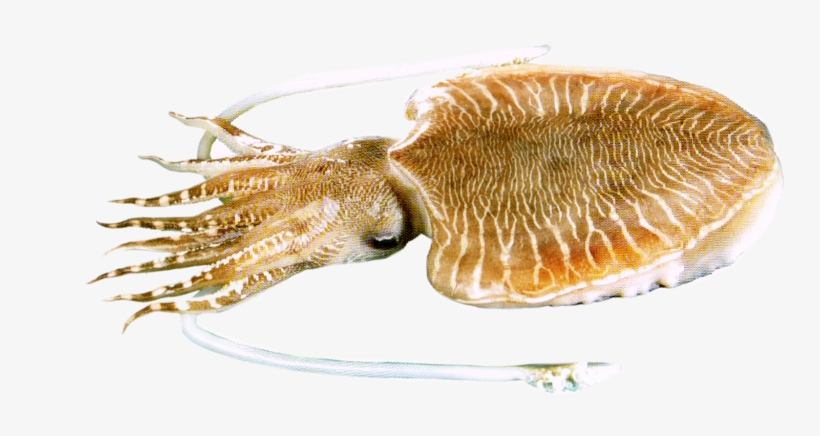Pharoah Cuttlefish, transparent png