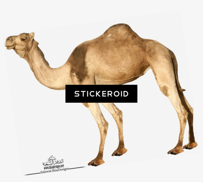 Camel, transparent png