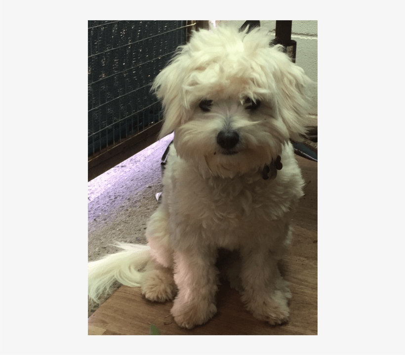 Coco Small Female Terrier, transparent png