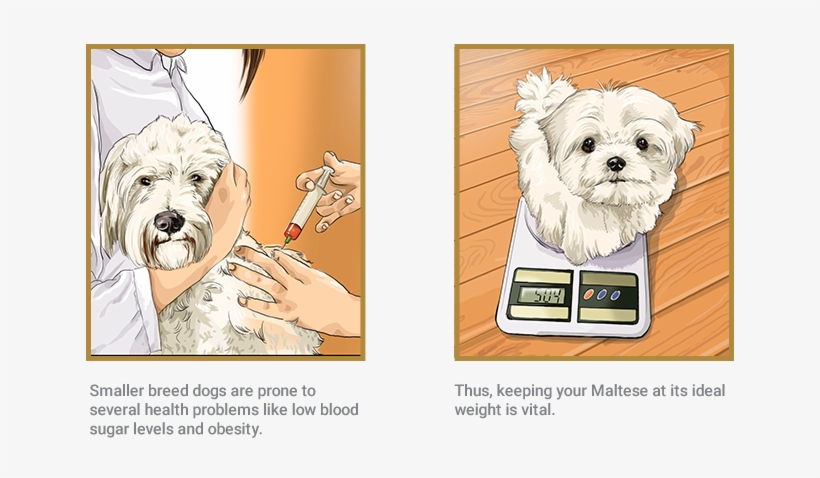 Maltese, transparent png