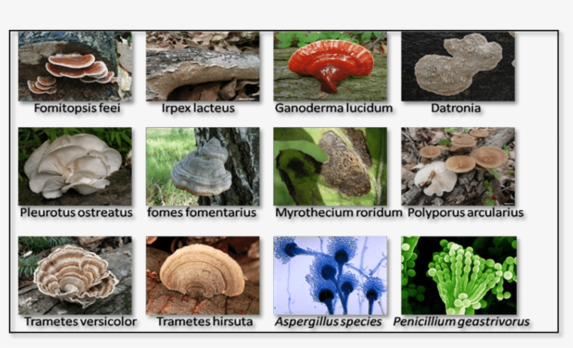 12 Types Of Fungi Which Are Used For The Food Dye Adsorption, transparent png