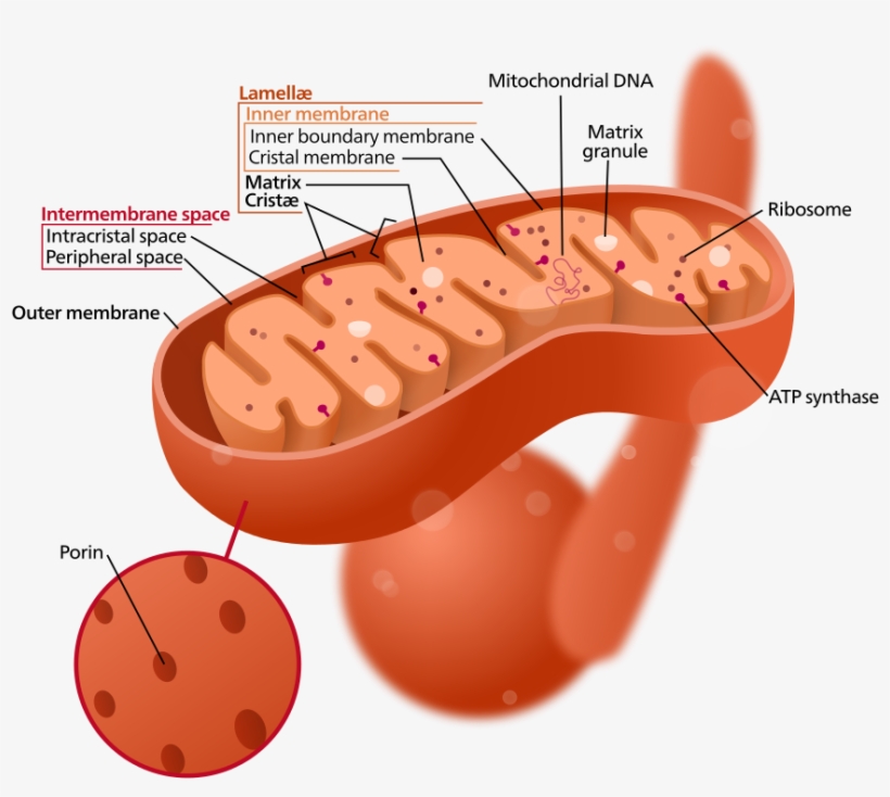 1 Structure Of A Typical Mitochondrion, transparent png