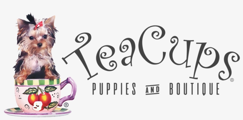 Chihuahua Clipart Teacup, transparent png