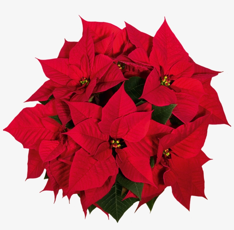 Details, transparent png