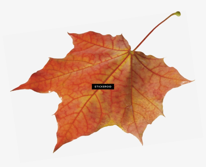 Autumn Leaves Solo Left, transparent png