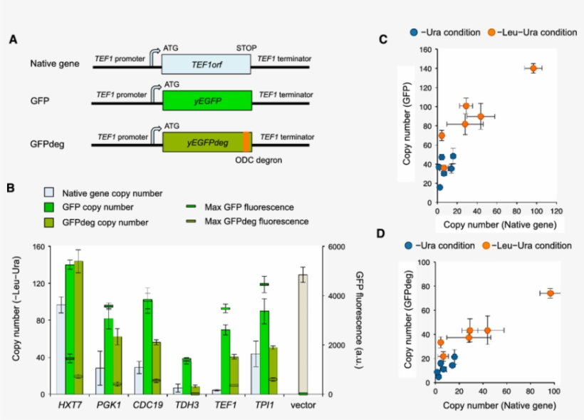 Protein Burden Causes Dosage Sensitivity A Plasm, transparent png