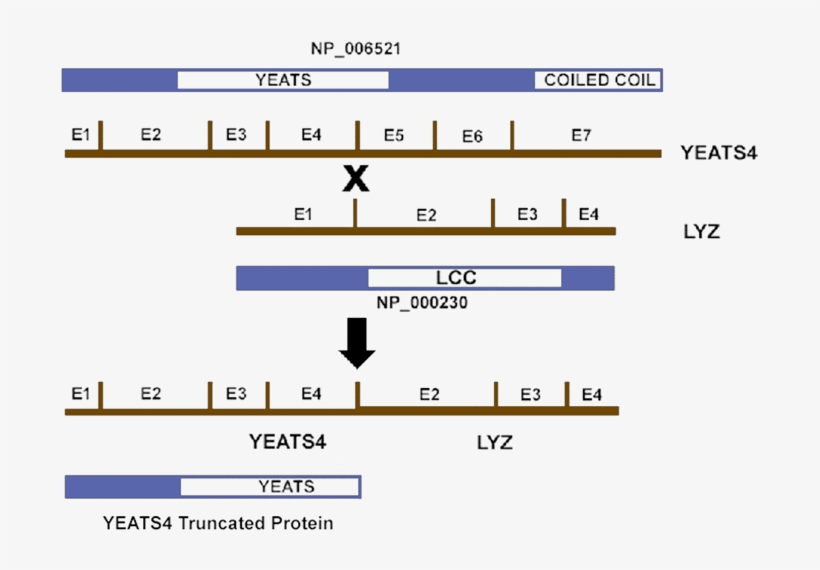 Hybrid Gene And Protein Produced By T (q15, transparent png