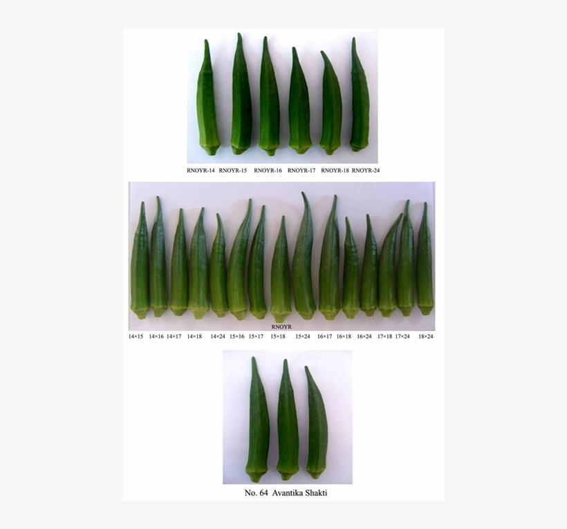 To Produce Okra, transparent png