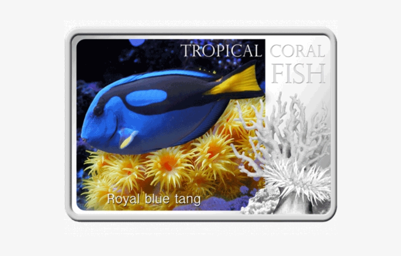 Niue 2013 1$ Royal Blue Tang Tropical Fish Proof Silver, transparent png