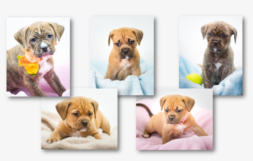 Meet The Newest Stepping Stones Pups, Rosa, Hoss, Joe,, transparent png