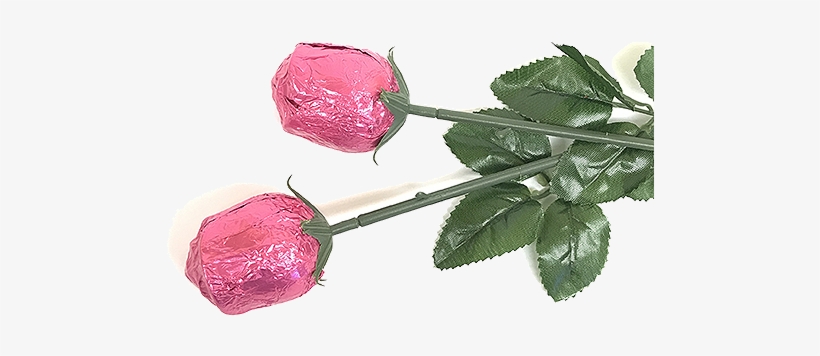 Hot Pink Foiled Belgian Chocolate Color Splash Roses - Garden Roses, transparent png