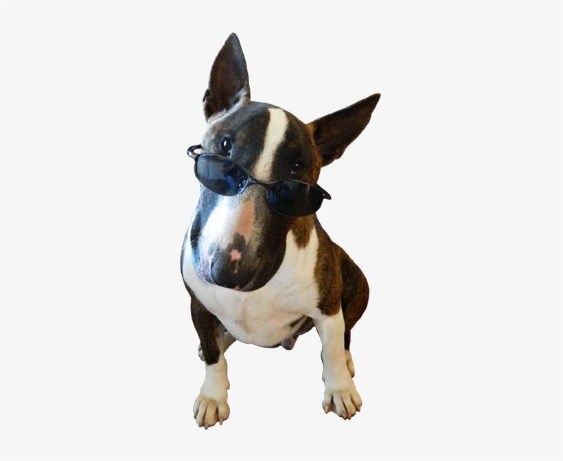 Funny Dog Png - Dog With Sunglasses Transparent, transparent png