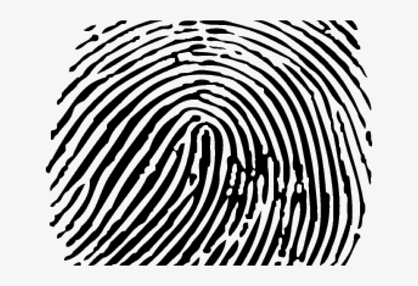 Vector Of A Fingerprint, transparent png