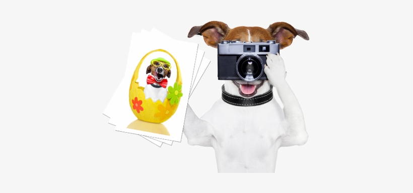 Calendar Photo Contest - Jack Russell Funny Png, transparent png