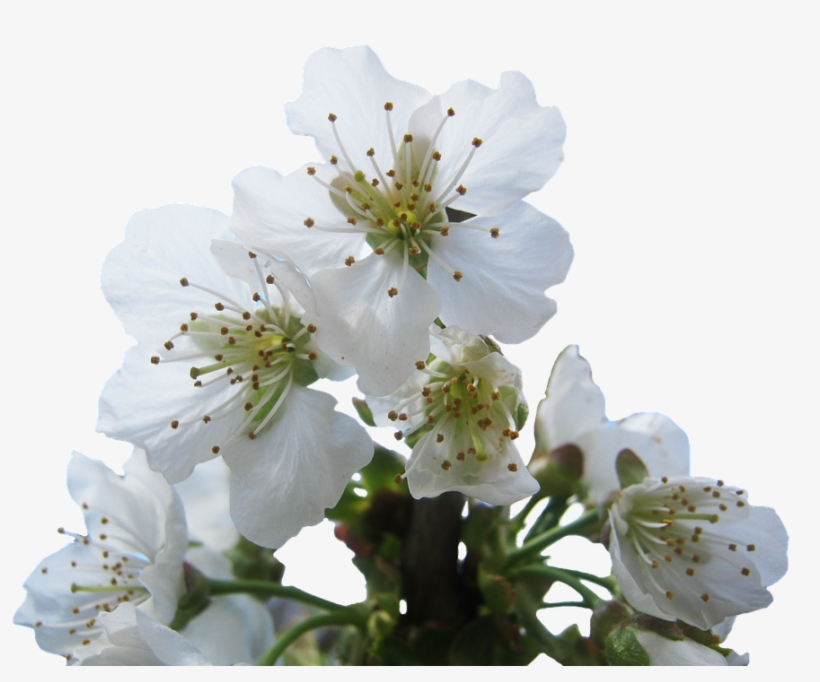 Cherry Blossom, transparent png