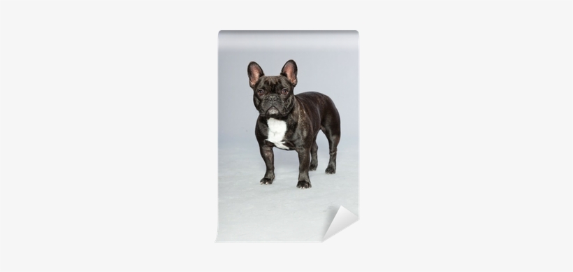 Black French Bulldog - Buldog Francuski Czarny, transparent png