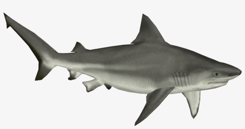 Bull Shark Png - Shark Png, transparent png