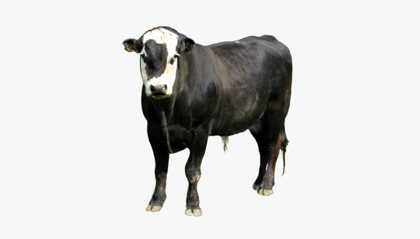 Bull Clip Art - Clip Art, transparent png