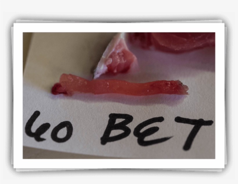 Tuna Sample - Tuna, transparent png