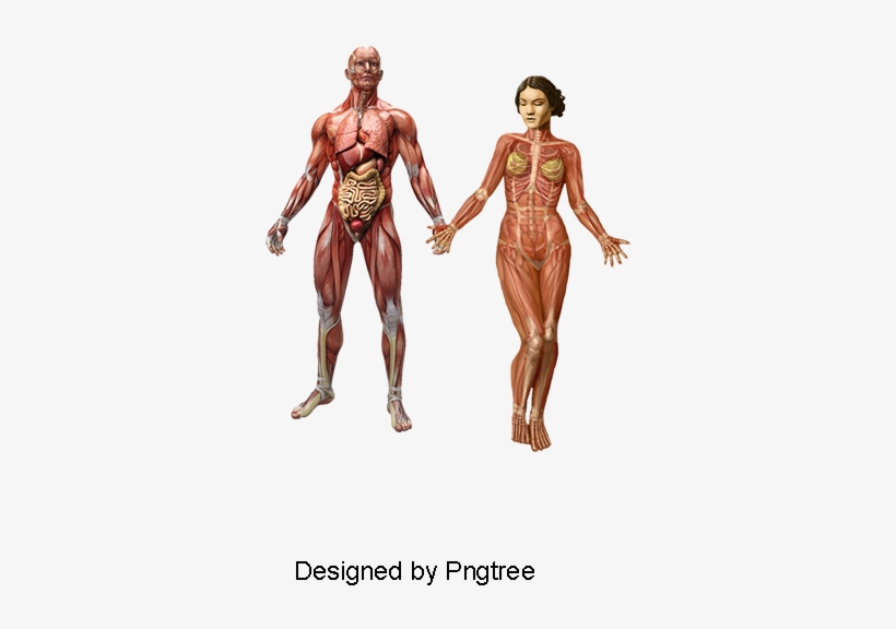 Human Muscle, Medical Action, Medical, Male Png And - Cardboard Cutouts: Anatomy Muscles, Tendons & Organs, transparent png