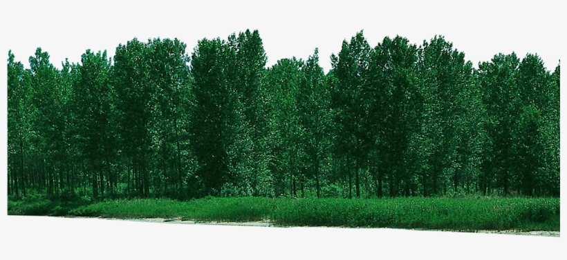 Forest Free Download Png - Psd, transparent png